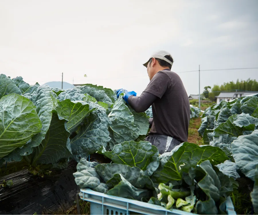 <span style="color: red">国内契約農家</span>で栽培された栄養価の高い高品質ケール