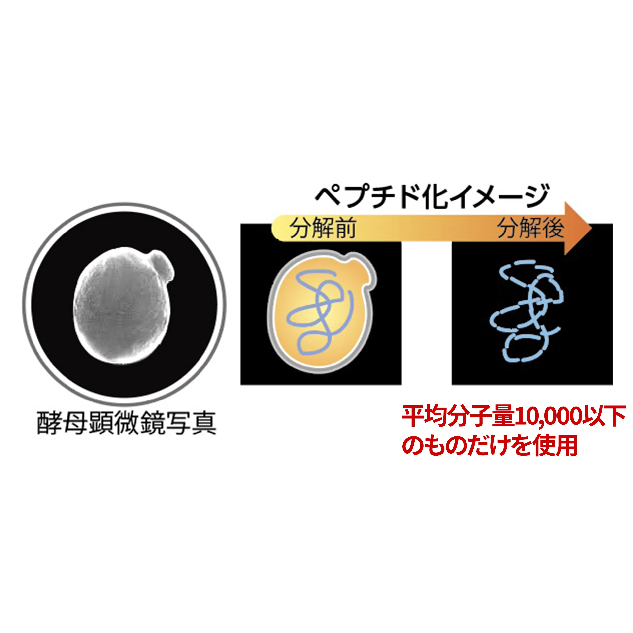 韓国高麗大学研究開発　<span style="color: blue">韓国特許取得成分【酵母ペプチド】</span>配合