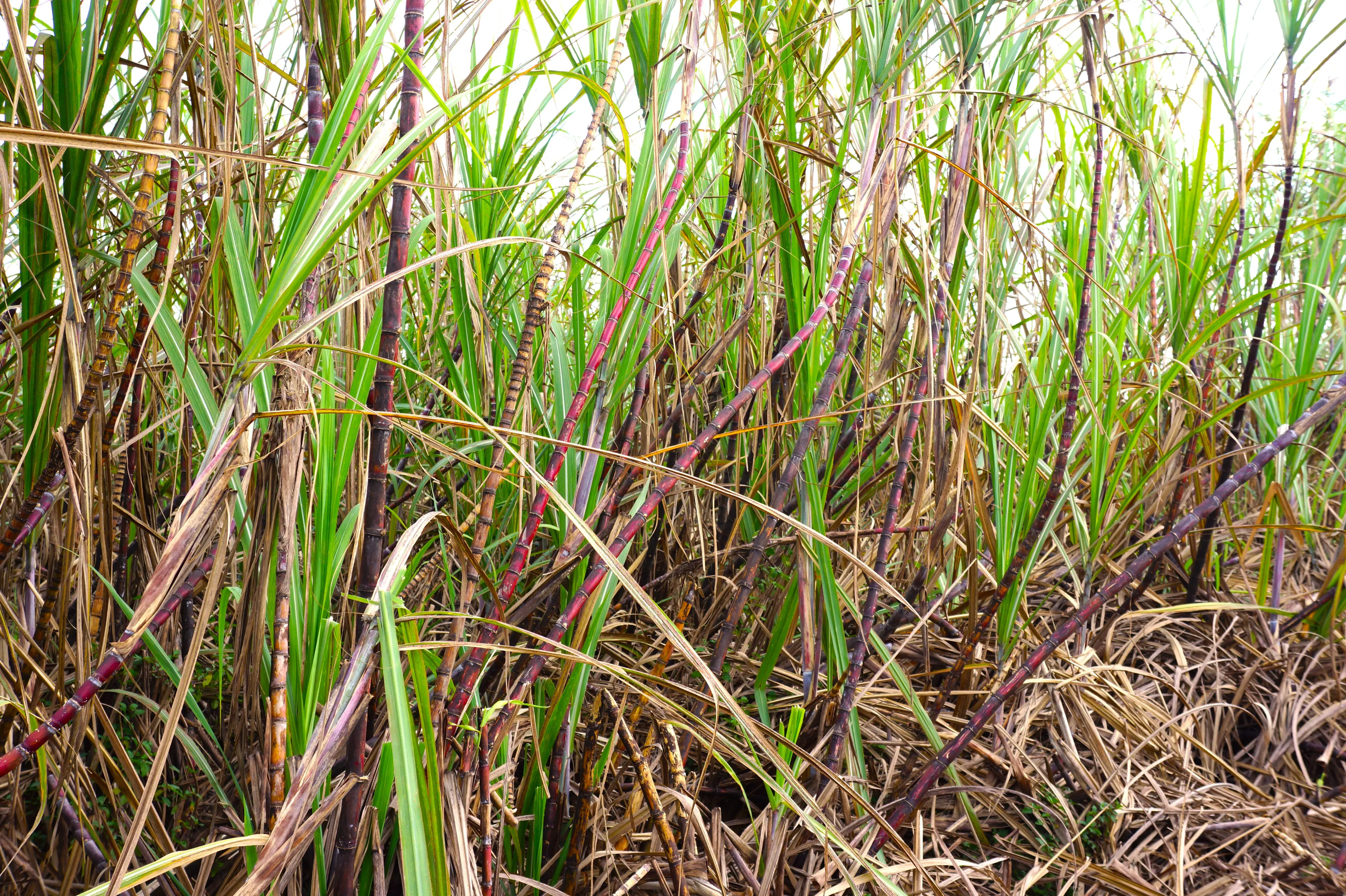 原料：キューバ産サトウキビ由来ポリコサノール 研究論文数160以上、日本人対象臨床試験でも作用報告済